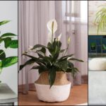 Top 5 Indoor Plants for Beginners