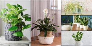 Top 5 Indoor Plants for Beginners