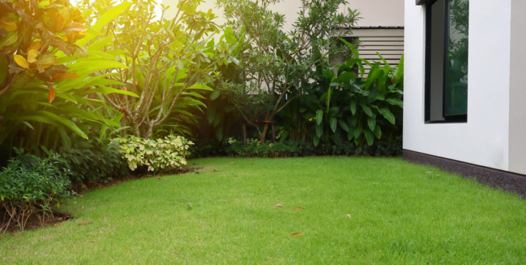 Easy To Care For Greenery