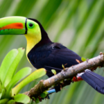 Bird Watcher’s Paradise: Avian Wonders Of Costa Rica